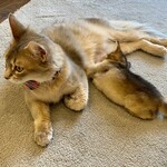 Somali cat & cafe & bar - こんな様子が見られるのも猫達がみんな家族だからこそ。