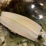 鮨桂太 - シロイカ