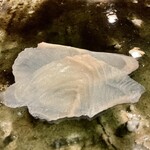 鮨桂太 - アイナメ