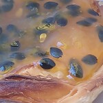 アレンテジャーナ - 