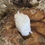 一貫 - アオリイカ