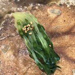 一貫 - 貝割れの昆布じめ