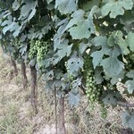 Villaggio Narrante in Fontanafredda - 