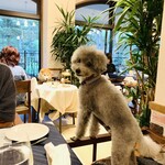 Le Chien Kyu Karuizawa