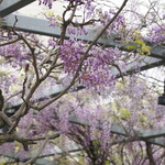 NIBOSHI MANIA - かまたえんの藤