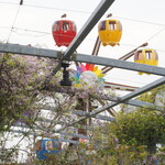 NIBOSHI MANIA - 藤と幸せの観覧車