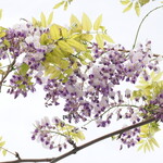 NIBOSHI MANIA - 藤の花