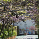 NIBOSHI MANIA - 東急スクエア屋上のかまた園にある藤棚