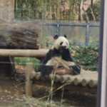 香福園 - 上野動物園熊猫