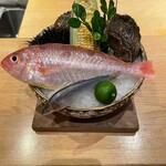 くずし 之助 - 本日の食材