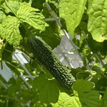 インデアンレストラン  ニューミラ - ゴーヤはビリヤニにも合いそうな気がする