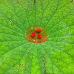 日本料理 寺田 - 