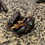 アントシカダ - 