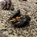 アントシカダ - 