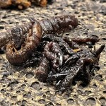 アントシカダ - 