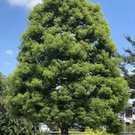 マクドナルド  - 途中とても綺麗だったので！
