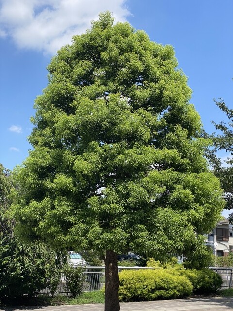 McDonald's Ooizumigakuen Ten photo 5