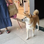 GROM - ショッピングモールで柴犬を連れた女性にあった。