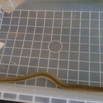 プレゼンテ スギ - 