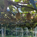 一夜城 ヨロイヅカ・ファーム - 