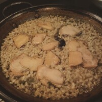 Potoro - 