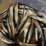 ちゃきちゃき - 平子鰯