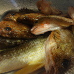 ちゃきちゃき - 