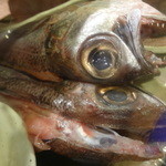 ちゃきちゃき - 黒ムツ