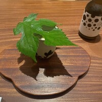 弧柳 - 