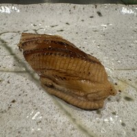 江戸前鮨 ぬけさく - 