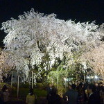Rikugien Sakura Chaya - ライトアップされた「しだれ桜」