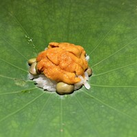 蓮 三四七 - 茶豆と赤ウニ