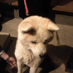 柳家 - そろそろ冬毛です