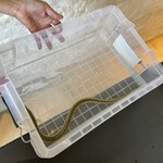 プレゼンテ スギ - 食材