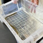 プレゼンテ スギ - 鰻