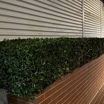 焼きもの家 慶 - 花が終わり角刈りというかリーゼントにされたクチナシ。頑張って生えて来た生物を間引いて捨てたりとか切り刻んで形を整えたりとか、今もまだ自分には出来ない。