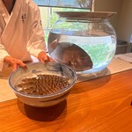 日本料理 別府 廣門 - 車海老