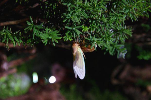 田伝夢思 - 七日町（居酒屋）の写真