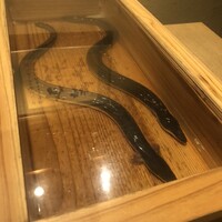 にょろ助 銀座 - 