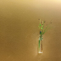 本湖月 -  本湖月 -