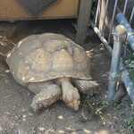 田舎うどん てつ - 田舎うどん　てつの庭に居たカメさん