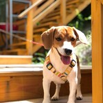 石窯ピッツァ＆旬野菜のイタリアン アルナッジョ - 