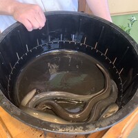 日本料理 梅林 - 