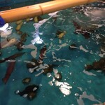 居魚屋　網元 - 