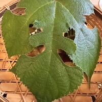 山玄茶 - 