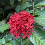 南インド料理 マリアラム - 入口のお花が本当綺麗