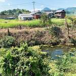 池内うどん店 - 