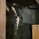 和風料理 魚作 - 