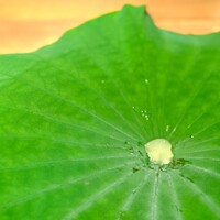 来人喜人　はぎ原 - 強肴。（の位置づけ） 大きなハスの葉。 その中心には柑橘系の酸っぱいジュレ。 これをですね、、