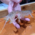 鮨匠 のむら - ⑳クリスタル蝦蛄(鹿児島県出水産)
      産卵期は初夏～夏、旬は包卵する初夏～夏
      通常は砂泥地に棲むので、ボディカラーが濁った色をしていますが、のむらサンで使う蝦蛄は砂浜に生息しているため透き通る透明感